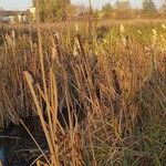 Typha × glauca Liść