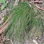 Festuca heterophylla Hoja