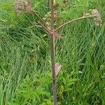 Angelica atropurpurea Fiore