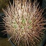 Ferocactus cylindraceus Foglia