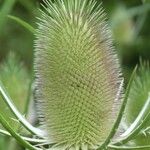 Dipsacus laciniatus ফল