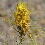 Stanleya pinnata Flor