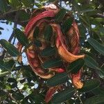 Caesalpinia spinosa Gyümölcs