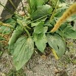 Plantago rugelii Folha