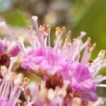 Callicarpa tomentosa Flor