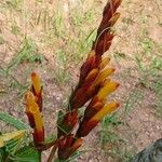 Sanchezia oblonga Flower