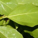 Dendropanax arboreus Blad