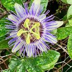 Passiflora caerulea花