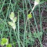 Carex tetrastachya Habit