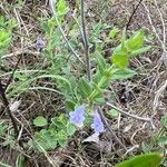 Scutellaria parvula Flower