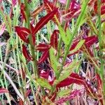 Oenothera lindheimeri Blad