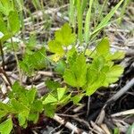 Ligusticum scothicum Hostoa