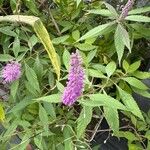 Elsholtzia stauntonii Flower