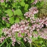 Syringa pubescensFloare