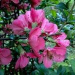 Chaenomeles speciosa Цветок