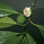 Ficus cyathistipula Fruit