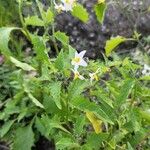 Solanum douglasii Цвят