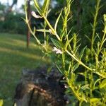 Scutellaria minor Blüte