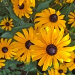 Rudbeckia fulgida花