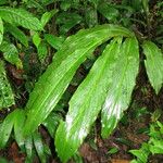 Renealmia concinna Leaf