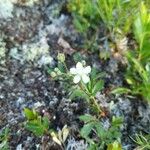 Moehringia lateriflora Flor