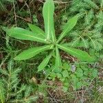 Prenanthes purpurea पत्ता