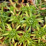 Saxifraga moschata Blad