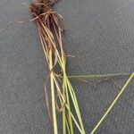 Cyperus unioloides Blad