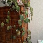 Philodendron melanochrysum Fulla