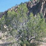 Juniperus monosperma Hábito