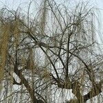 Salix babylonica Hábito