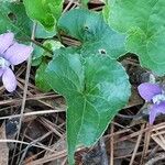 Viola × melissifolia Leaf