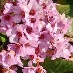 Bergenia crassifolia Flor