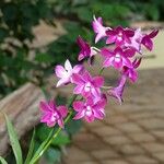 Spathoglottis unguiculata Habit