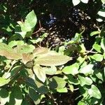 Viburnum tinus Leaf