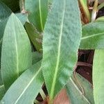Bistorta affinis Leaf
