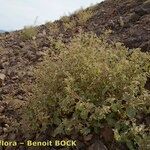 Trichodesma africanum Hábito