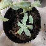 Graptopetalum paraguayense Feuille