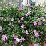 Sutera cordata Fula
