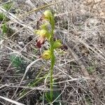 Ophrys lupercalis Kvet
