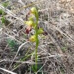 Ophrys lupercalis Fula