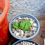 Euphorbia pulvinata Leaf
