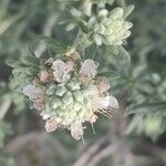 Teucrium dunense Flor