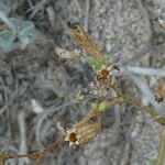 Silene nicaeensis Fruit