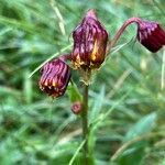 Senecio bigelovii Flor