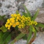 Solidago sempervirens Flor