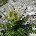 Cirsium spinosissimum Fleur