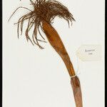 Iriartella setigera Fruit