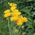 Pentanema oculus-christi Flower