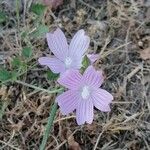 Malva tournefortiana Flower